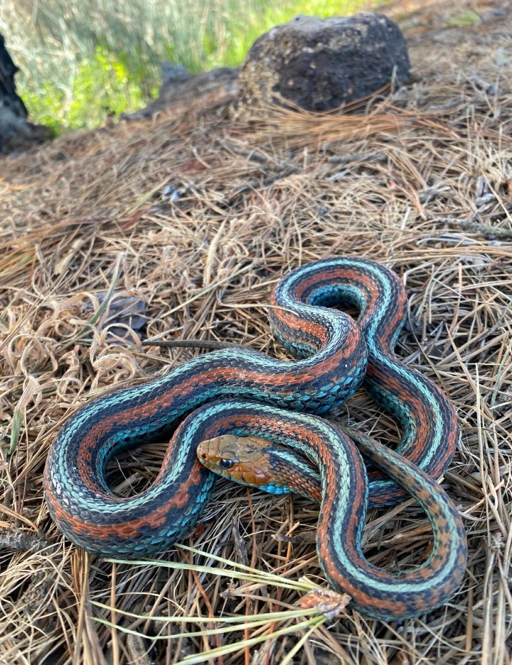 San Francisco Garter Snake